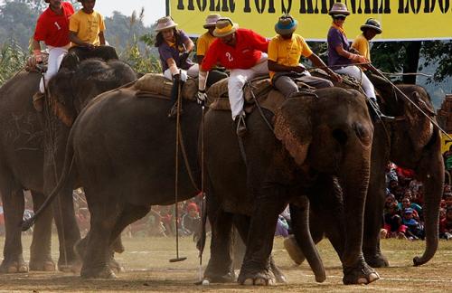 В Гималаях в разгаре чемпионат по слоновьему поло