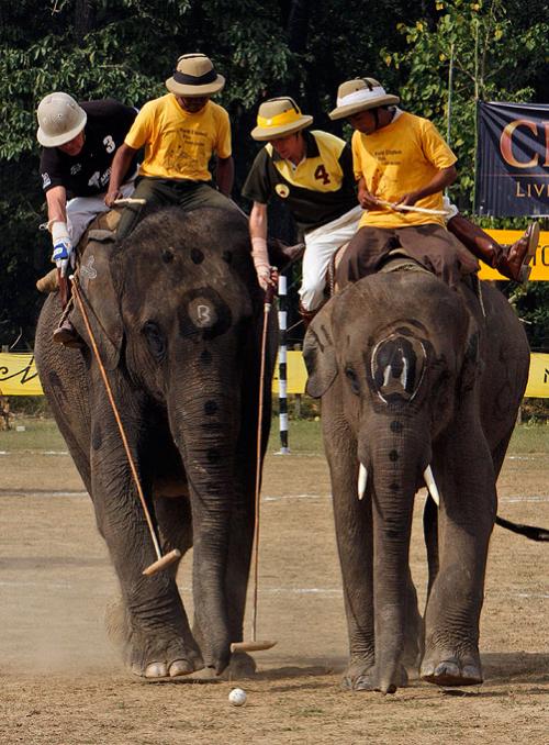 В Гималаях в разгаре чемпионат по слоновьему поло