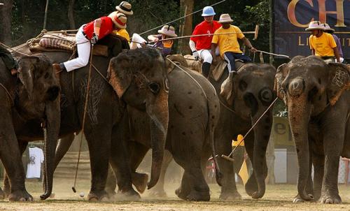В Гималаях в разгаре чемпионат по слоновьему поло