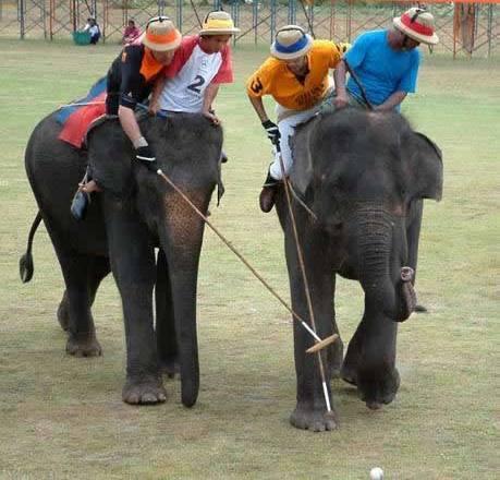 В Гималаях в разгаре чемпионат по слоновьему поло
