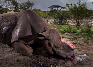 Фото убитого носорога стало победителем Wildlife Photographer of the Year 2017