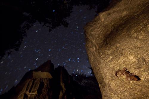 На Мадагаскаре «растёт» каменный лес