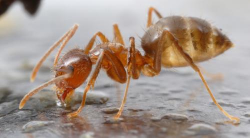 Самые странные муравьи в мире