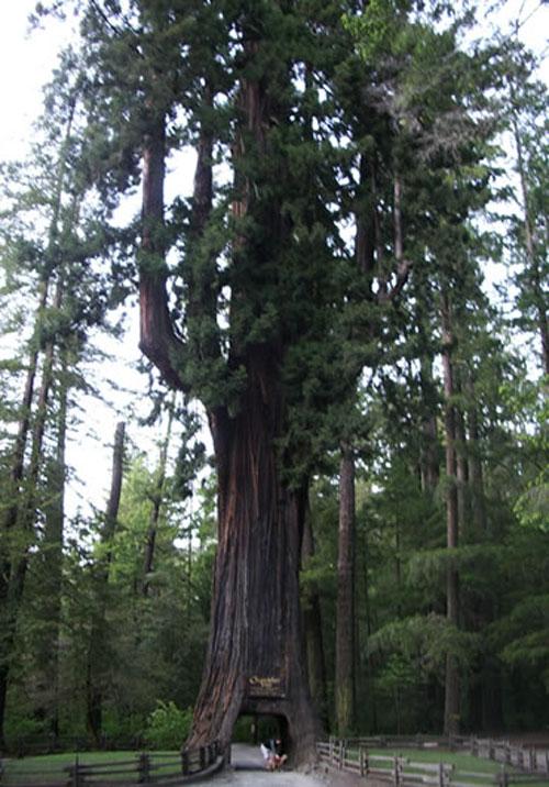 Дерево-туалет и дерево-тюрьма: 10 удивительных созданий растительного мира