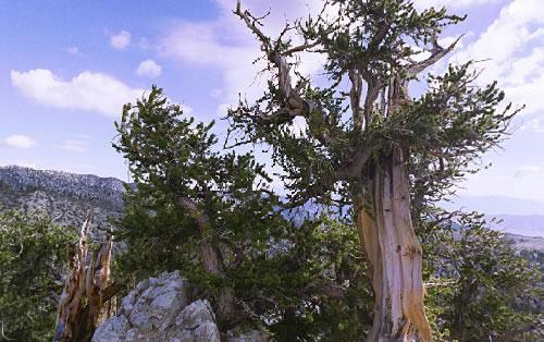 Дерево-туалет и дерево-тюрьма: 10 удивительных созданий растительного мира