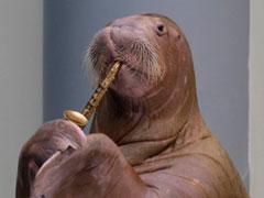 Моржиха-саксофонистка стала звездой дельфинария в Стамбуле