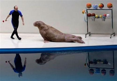 Моржиха-саксофонистка стала звездой дельфинария в Стамбуле