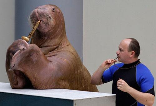 Моржиха-саксофонистка стала звездой дельфинария в Стамбуле