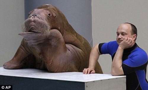 Моржиха-саксофонистка стала звездой дельфинария в Стамбуле