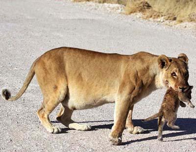 Пропустите львенка! Уникальные кадры из Намибии