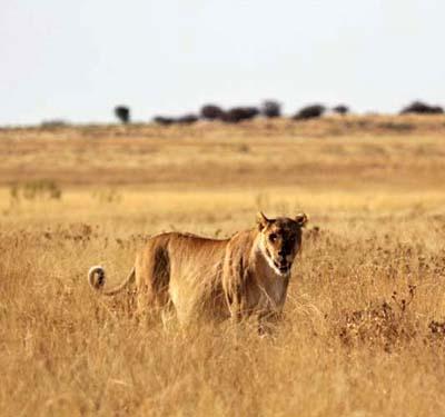 Пропустите львенка! Уникальные кадры из Намибии