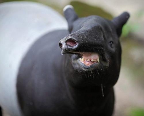 50 смешных фото животных, которым чуть чуть не хватает фотогеничности