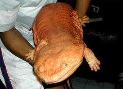 Учёные определили десятку чудо-амфибий