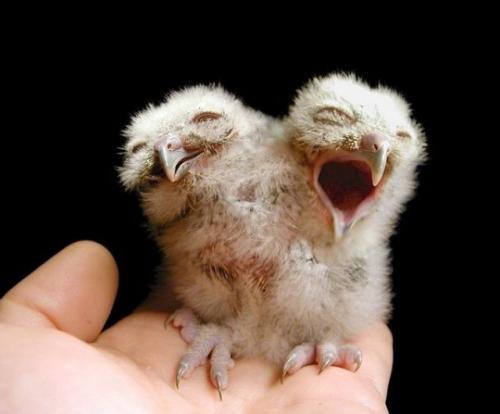 Ошибка природы — двухголовые животные-мутанты