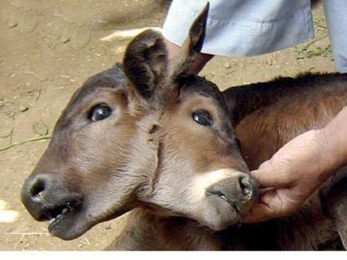 Ошибка природы — двухголовые животные-мутанты