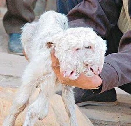 Ошибка природы — двухголовые животные-мутанты