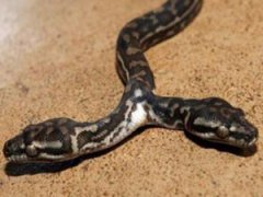 Ошибка природы — двухголовые животные-мутанты