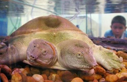 Ошибка природы — двухголовые животные-мутанты