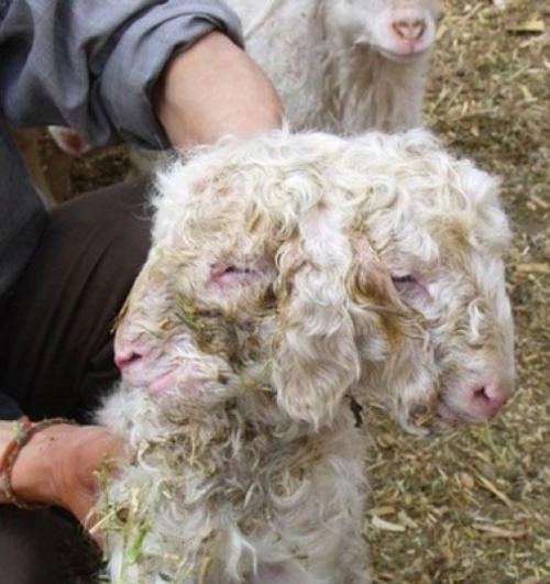 Ошибка природы — двухголовые животные-мутанты