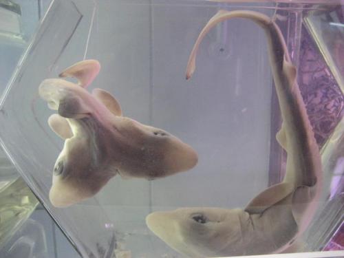 Ошибка природы — двухголовые животные-мутанты