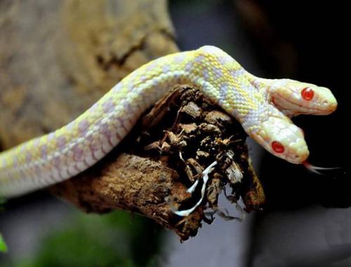 Ошибка природы — двухголовые животные-мутанты