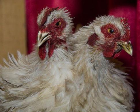 Ошибка природы — двухголовые животные-мутанты