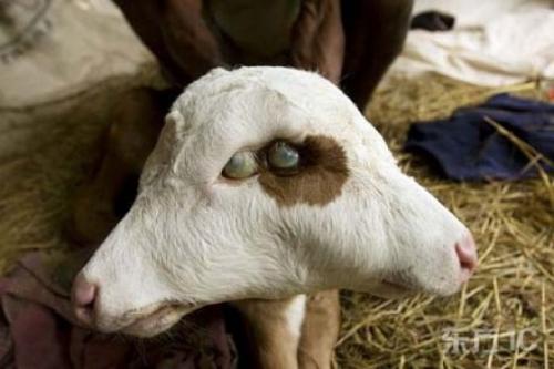 Ошибка природы — двухголовые животные-мутанты