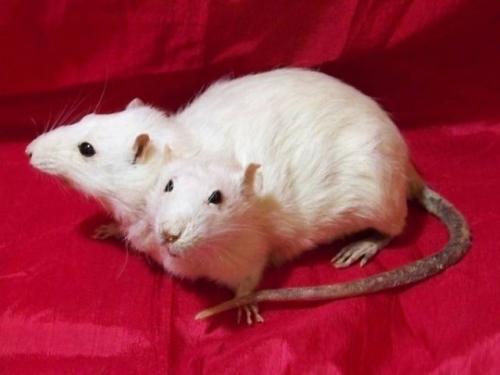 Ошибка природы — двухголовые животные-мутанты