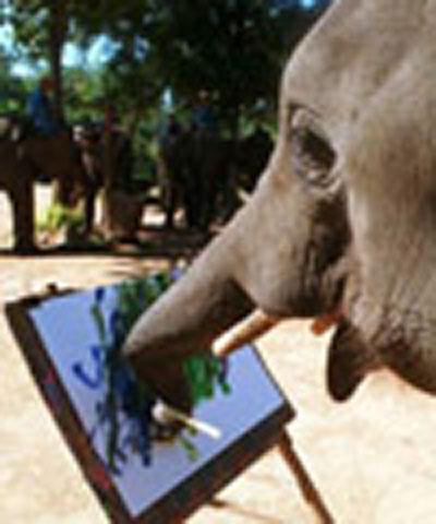 Таиландские слоны поражают мир шедеврами живописи