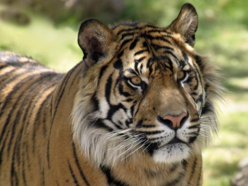 Домашние львы и тигры: от идиллии до трагедии один миг