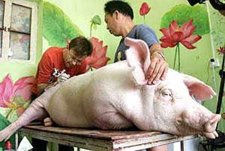 Китайцы разорили выставку тату-свиней