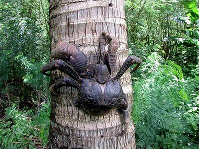 Самый крупный представитель членистоногих в мире — пальмовый вор