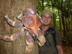 Самый крупный представитель членистоногих в мире — пальмовый вор