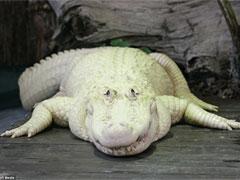 В Америке поймали редчайшего белоснежного аллигатора