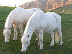 Лошади-близнецы стали долгожителями