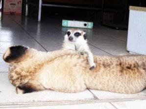 Лев и сурикат завязали дружбу