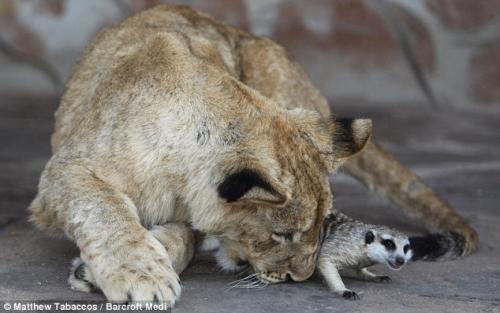 Лев и сурикат завязали дружбу