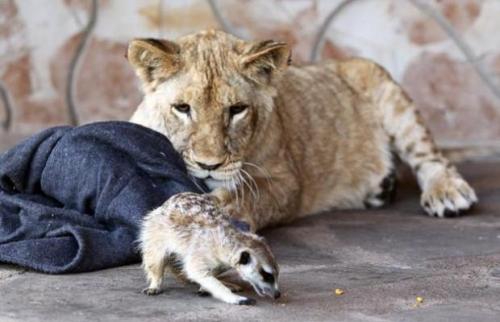 Лев и сурикат завязали дружбу