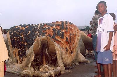 Неизвестные науке монстры пугают своим видом