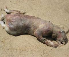 Неизвестные науке монстры пугают своим видом