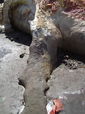 Неизвестные науке монстры пугают своим видом