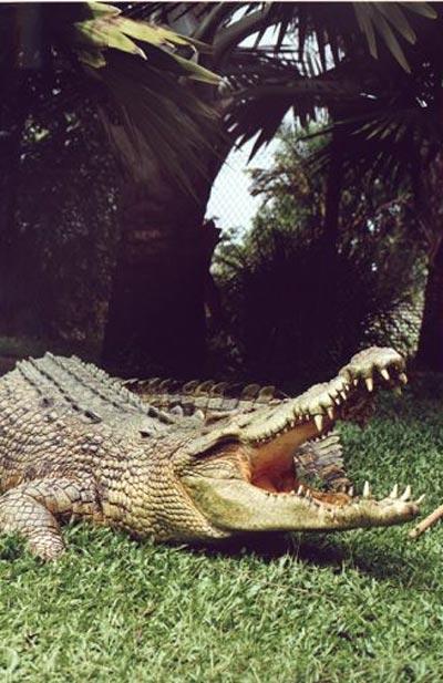 В Австралии пойман гигантский крокодил