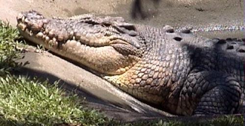 В Австралии пойман гигантский крокодил