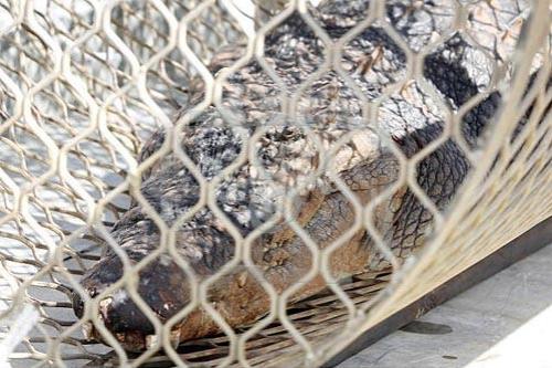 В Австралии пойман гигантский крокодил