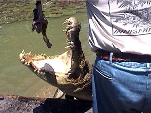 В Австралии пойман гигантский крокодил