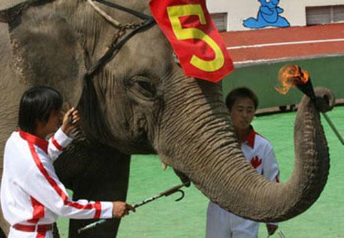 Звериная Олимпиада шокирует зрителей