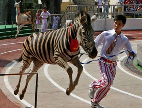 Звериная Олимпиада шокирует зрителей