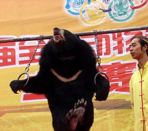 Звериная Олимпиада шокирует зрителей