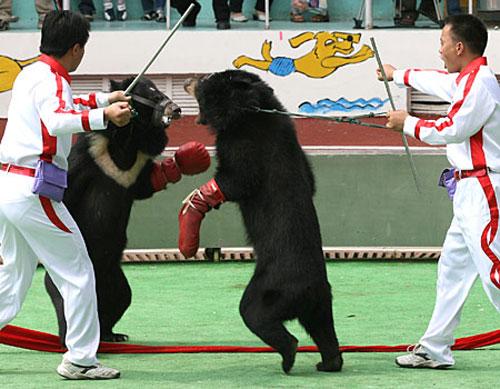 Звериная Олимпиада шокирует зрителей