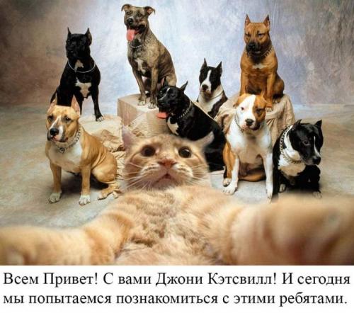 Самые известные мемы в истории Интернета